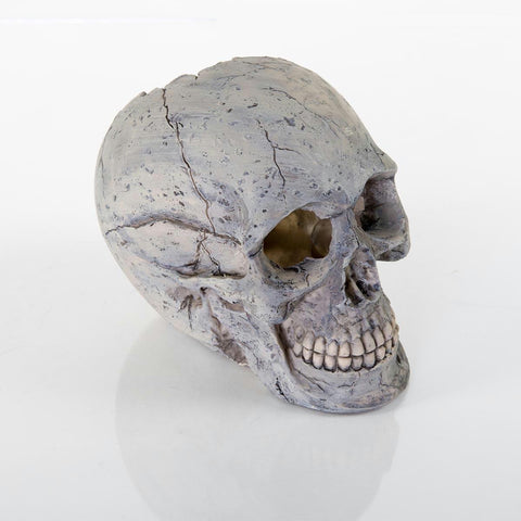 Biobubble Decorative Human Skull Large 6.25" X 3.5" X 5.5"